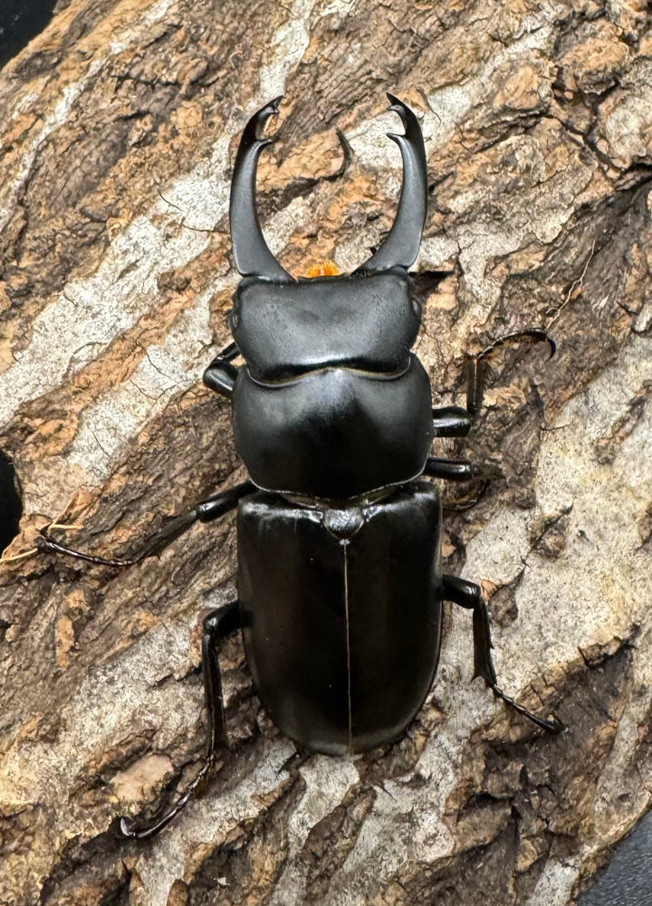 【WD】《ブラナウンコクワ 貢山産 56mm ♂A'品ペア》