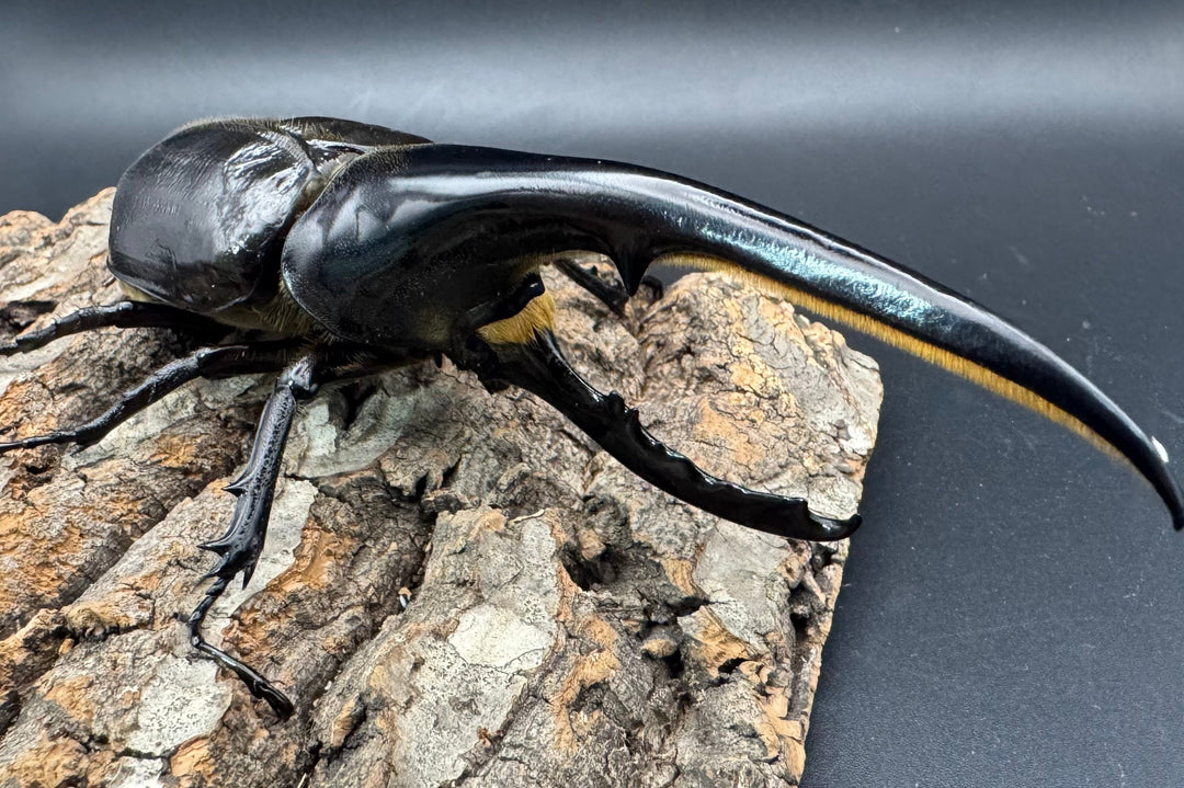 《ヘラクレス・ヘラクレス 146mm ペア》