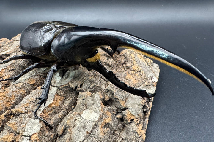 《ヘラクレス・ヘラクレス 146mm ペア》