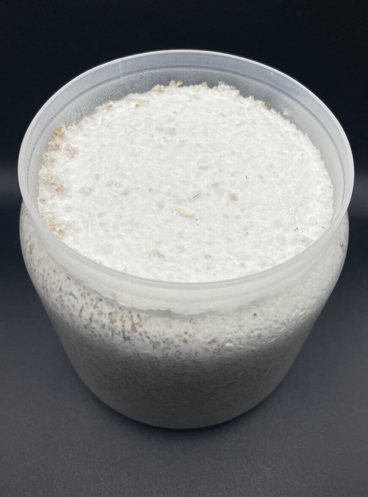 【KPWオリジナル】オオヒラタケ菌糸ボトル 1400cc