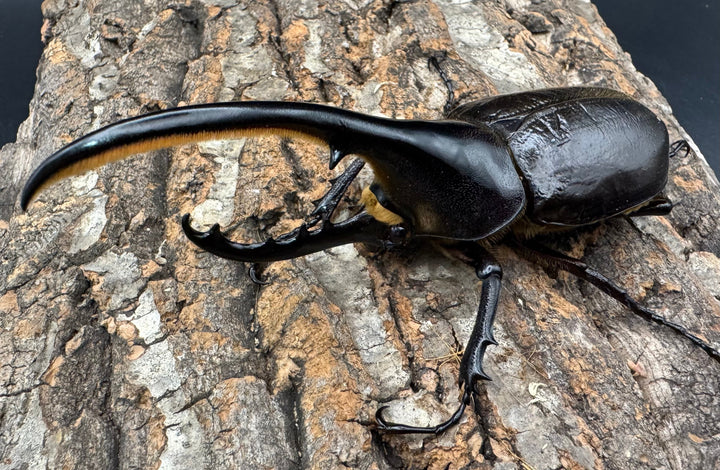 《ヘラクレス・ヘラクレス 125mm ペア》