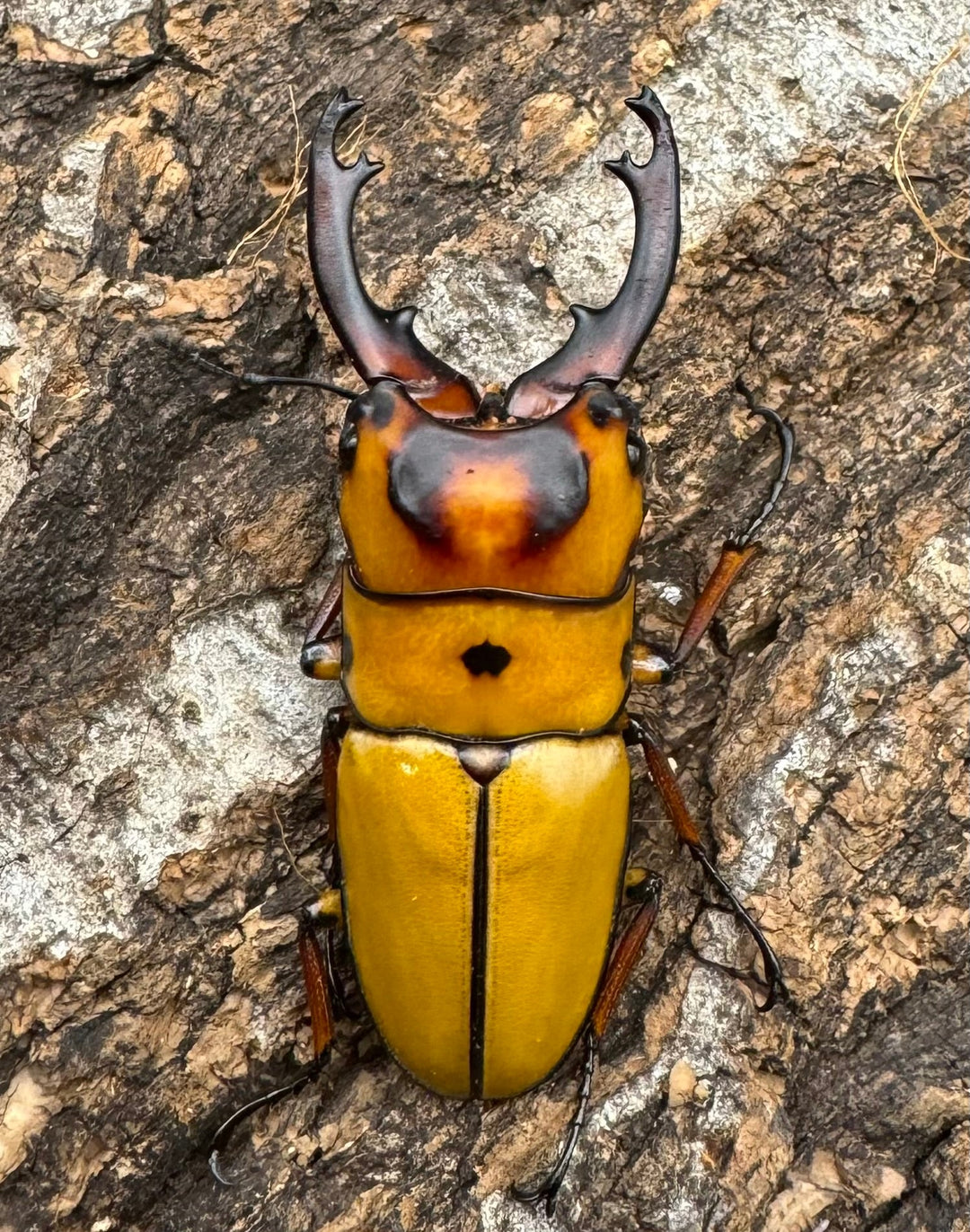 【WD】《ミンダナオ産オキピタリスノコギリ 44.5mm ペア》