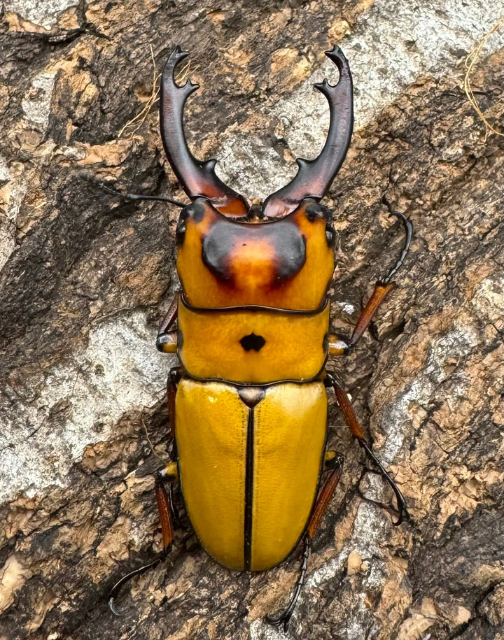 【WD】《ミンダナオ産オキピタリスノコギリ 44.5mm ペア》