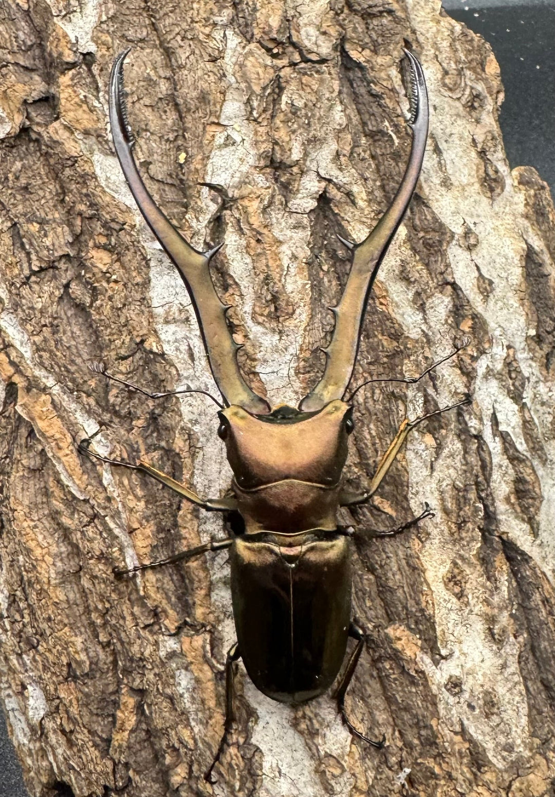 【WD】《メタリフェルホソアカ 87.5mm ペア》