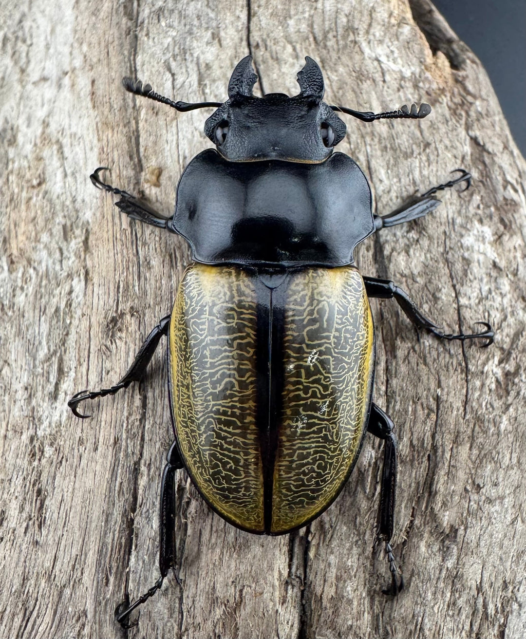 【WD】《スペクタビリスツヤクワガタ 61.5mm ペア》