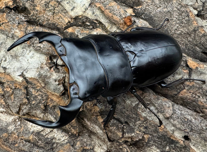 《インドアンタエウス タイガーヒル産 70mm ペア》