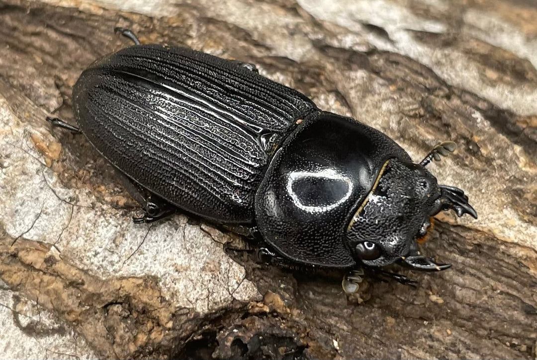 【WD】《パラワンパリーオオクワ ♀単》