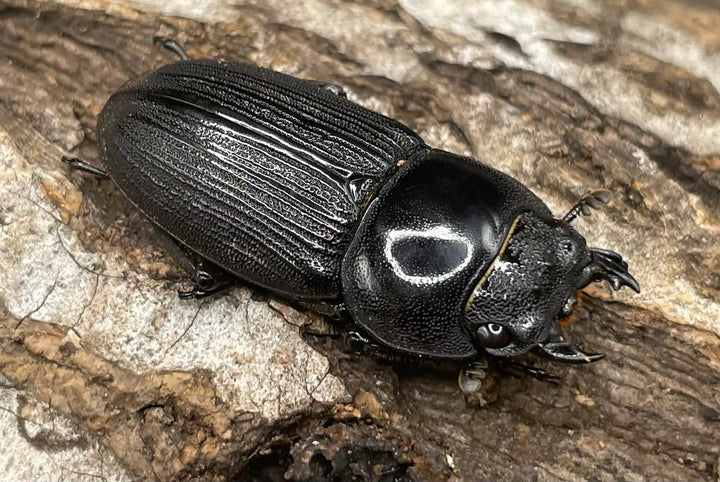 【WD】《パラワンパリーオオクワ ♀単》