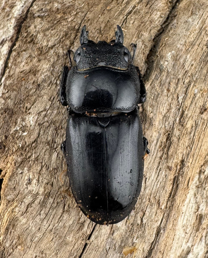 【WD】ロングホーン《パラワンオオヒラタ ガントン産 93mm ペア》