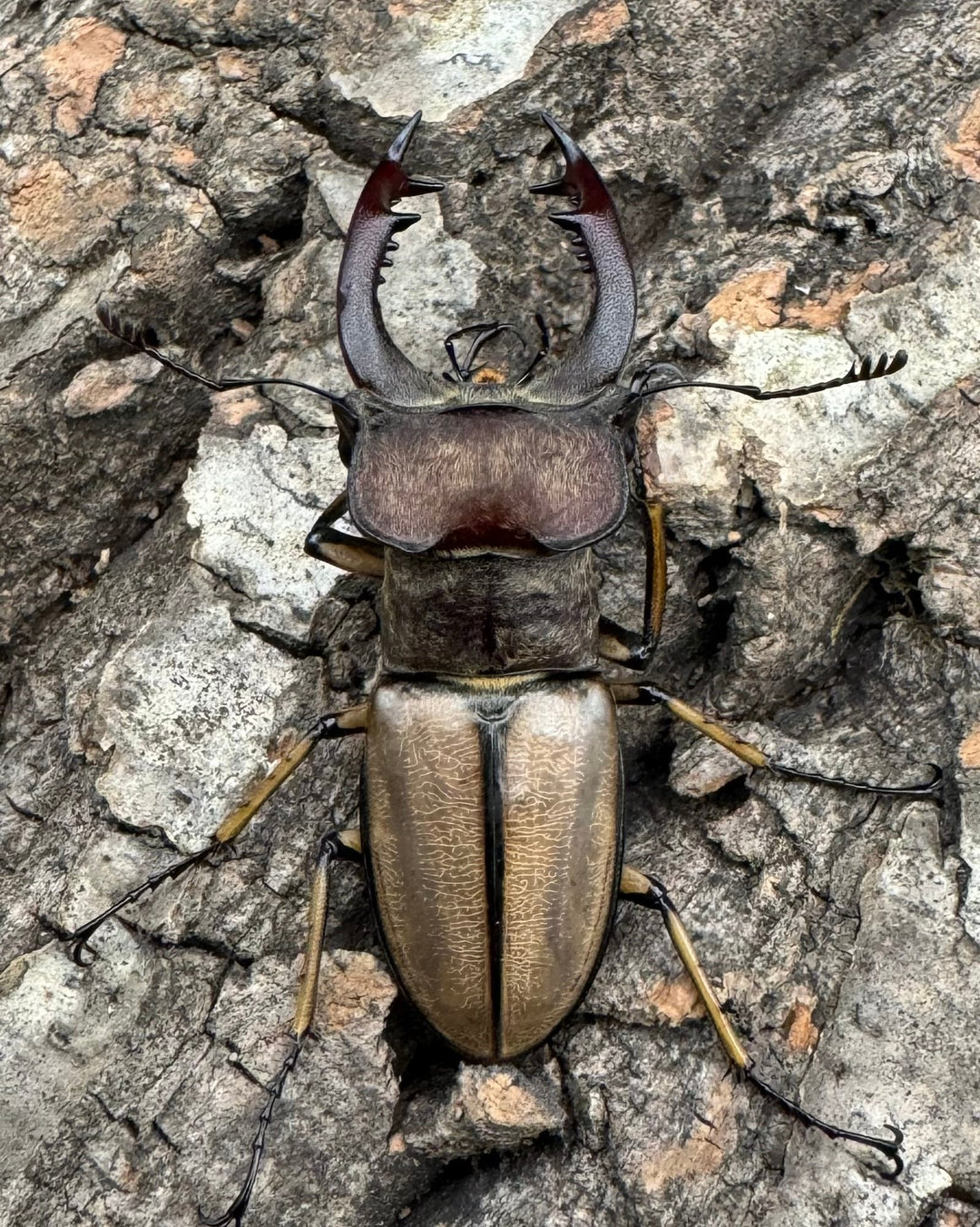 【WD】《デラバイミヤマ 45.5mmペア》