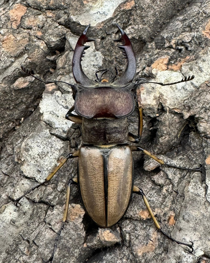 【WD】《デラバイミヤマ 45.5mmペア》