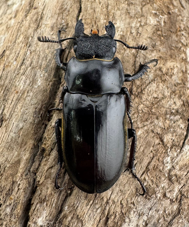 【WD】《チェンミヤマ メトク産 35mm ♀単》