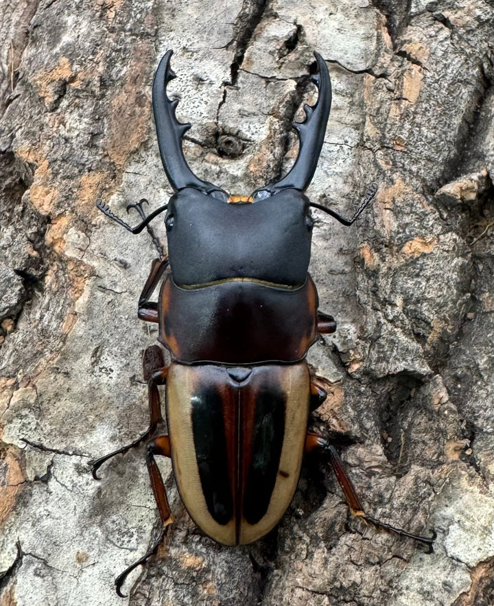 【WD】《ラテラリスノコギリ亜種マイリーン 南カマリネス産 52.5mm ペア》