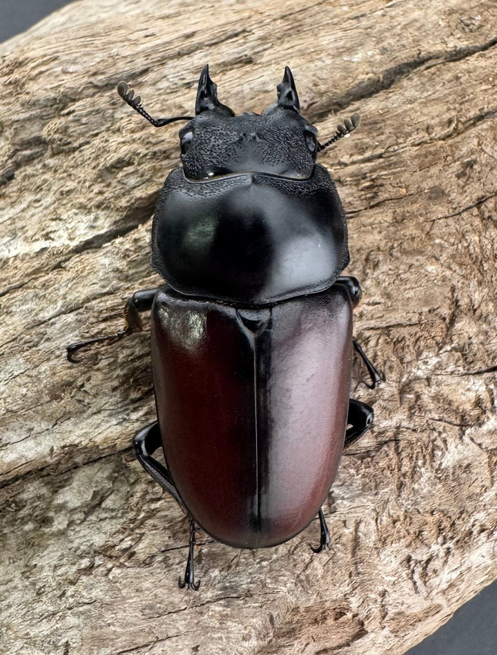 【WD】《ドンキエルコクワ原名亜種 チベット産 64mm ペア》