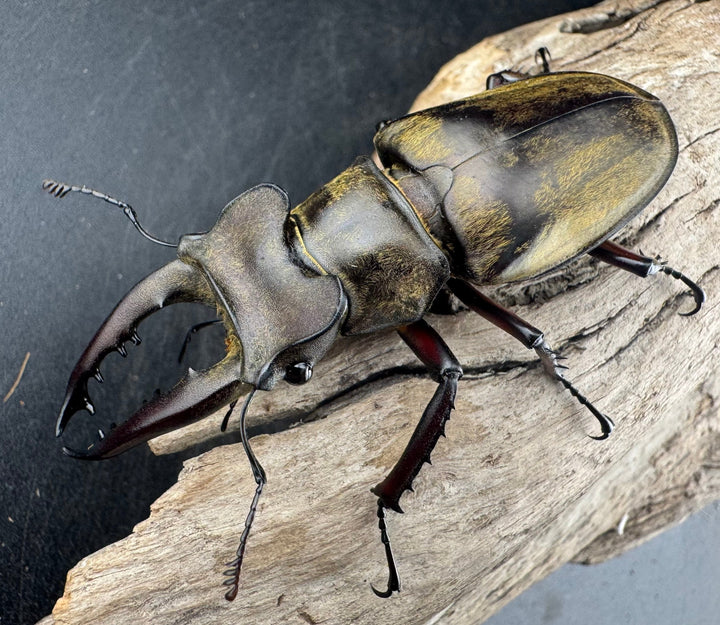 【WD】大型《ファンジンシャンミヤマクワガタ 63mm ペア》