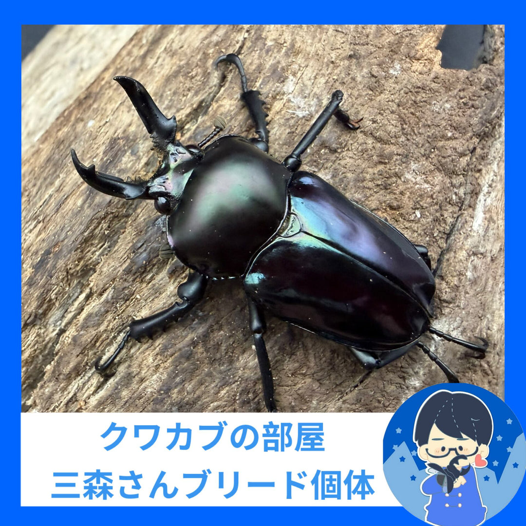 《ニジイロクワガタ 紫紺系 41mm ペア》クワカブの部屋三森氏ブリード個体