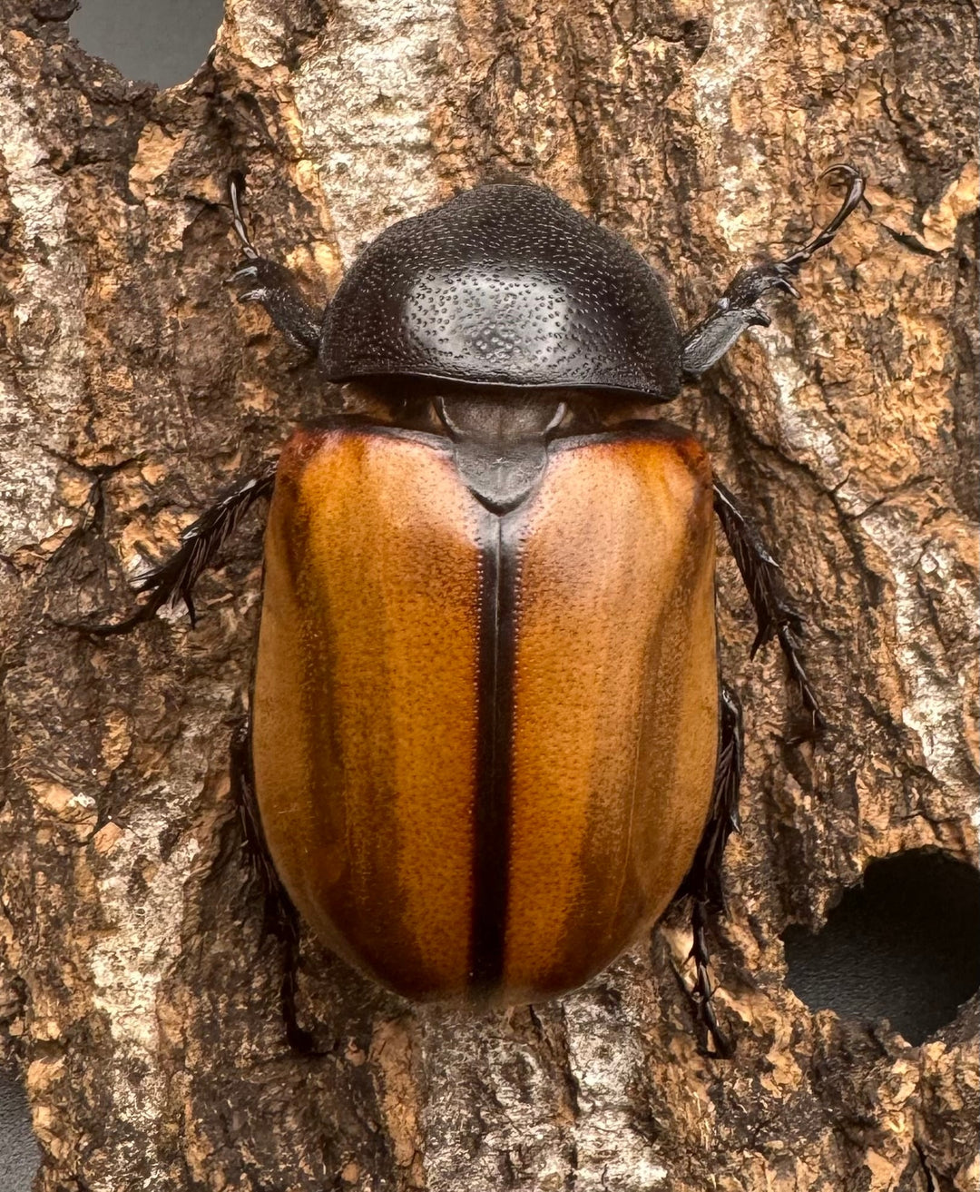 【WD】《ゴホンツノカブト原名亜種 72mm A’品ペア》