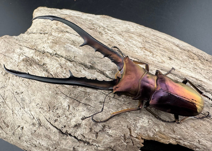 【美麗】《メタリフェルホソアカ 82mm ペア》セルヴォラン氏ブリード個体