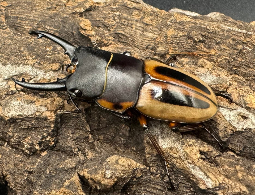 《ラテラリスノコギリ亜種マイリーン 44mm ♂単》