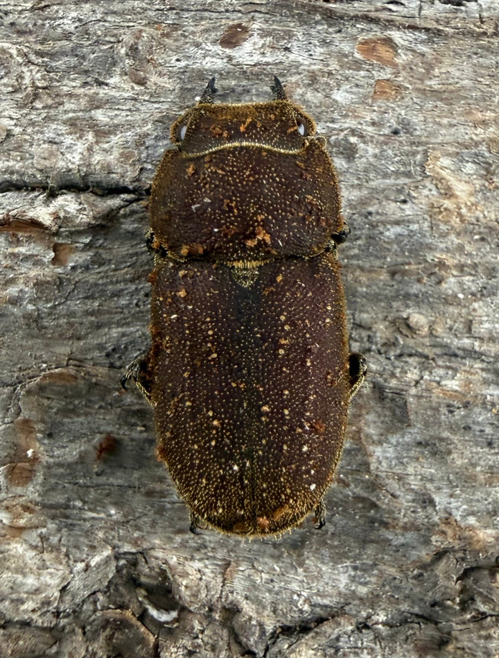 【WF9】《カプレオルスソリアシサビ ペア 19.5mm ペア》わたくわ氏ブリード個体