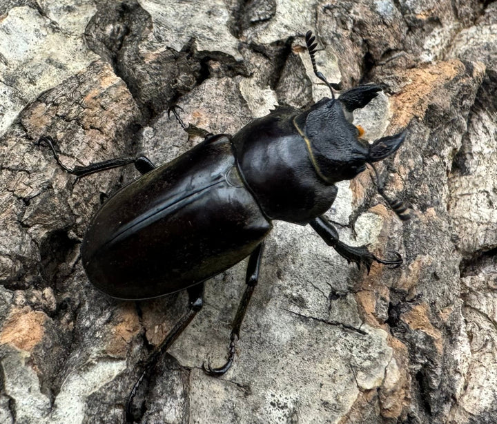 【WD】《ディルクミヤマクワガタ ♀単》