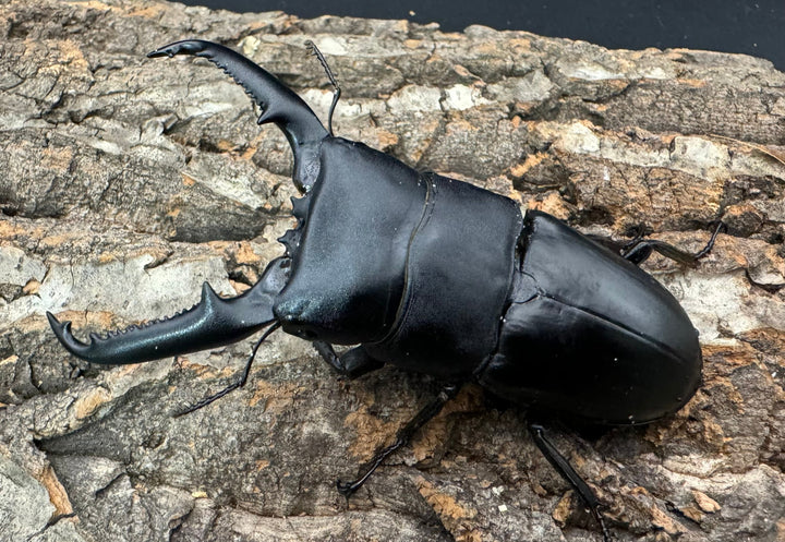 【WD】良型《パラワンオオヒラタクワガタ 95mm ペア》