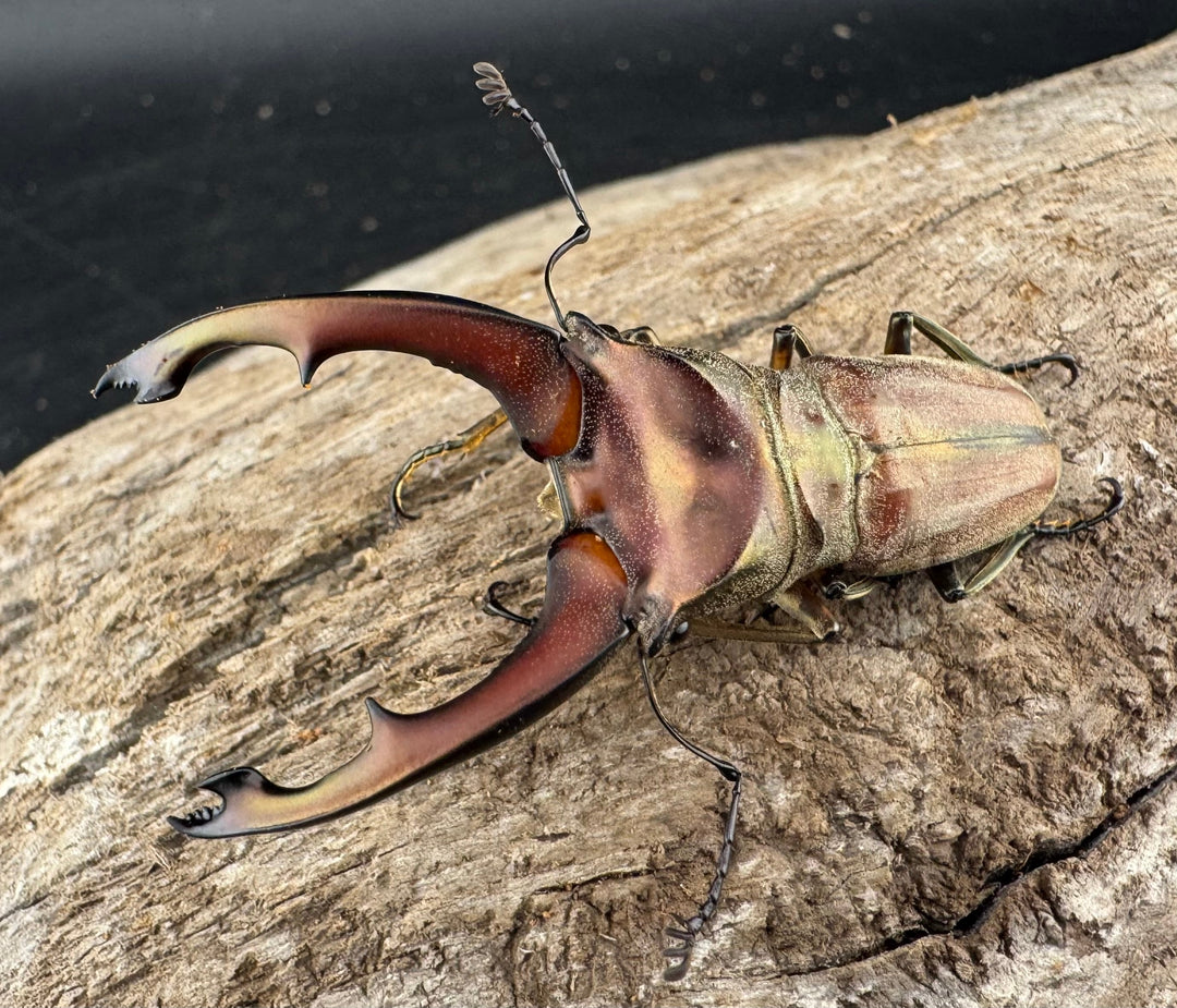 【WD】大型《ズベールホソアカ マラグサン産 52.5mm ペア》