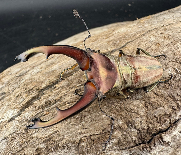 【WD】大型《ズベールホソアカ マラグサン産 52.5mm ペア》