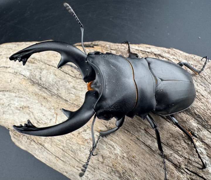 【WD】《アルケスツヤクワガタ 86.5mm ペア》