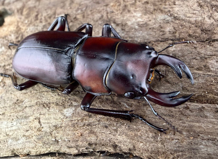 【WD】《アカヘリセスジ 27mm ペア》