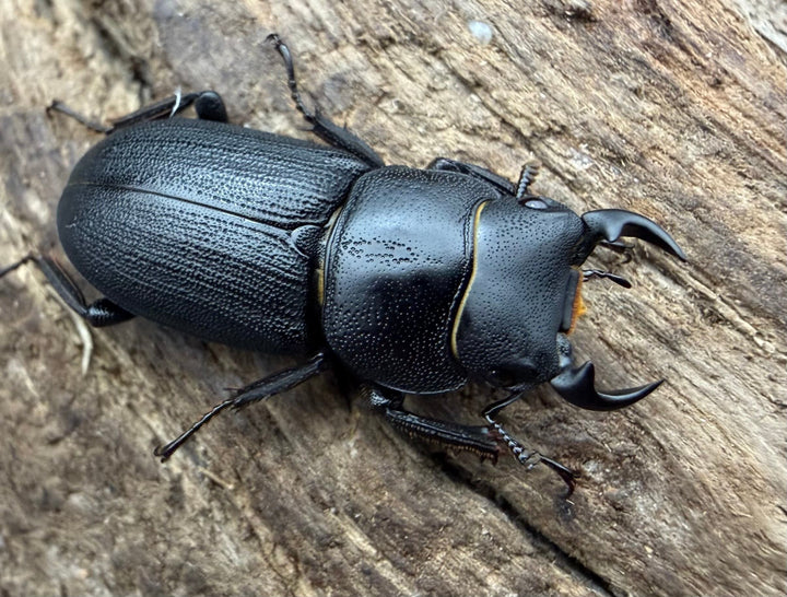 【WD】《ドルクス zhouchaoi（メンシウス ssp.） 24mm ペア》