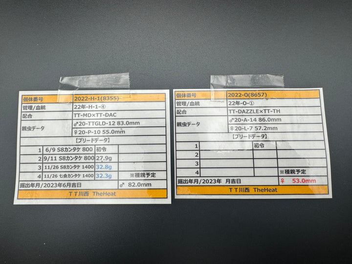 《オオクワガタ TT川西血統 82mm ペア》ヒート氏ブリード個体