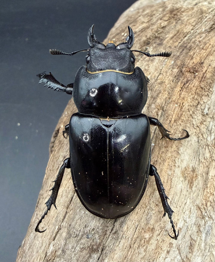 【WF3】《アクベシアヌスミヤマ 66mm ♂♀♀トリオ》