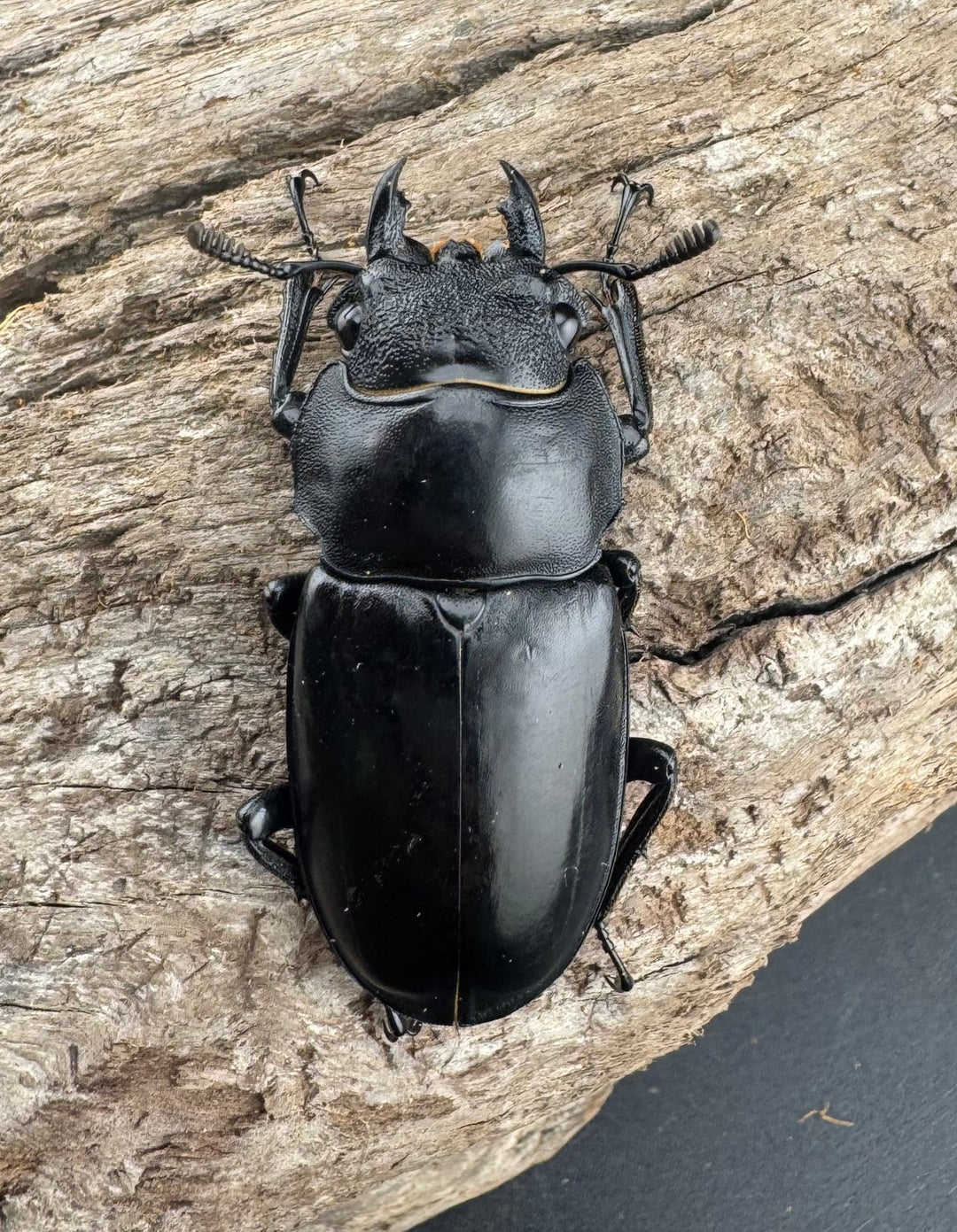 【WD】《セアカフタマタ（パリーフタマタ） 85mm ペア》