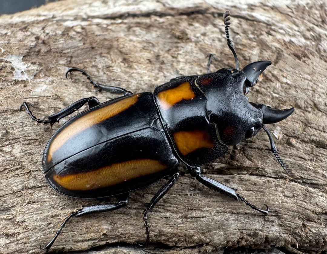 【WD】《ビプラギアトゥスノコギリ 海南省産 27.5mm ペア》