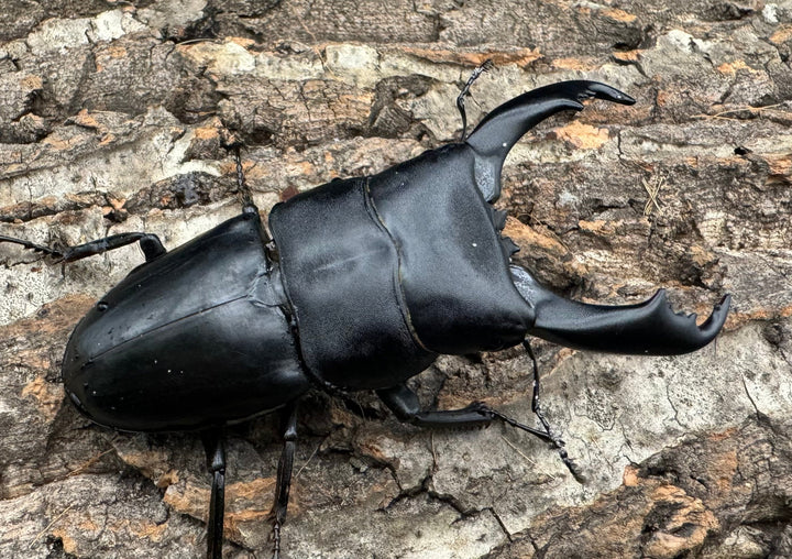 【WD】大型《北カマリネスヒラタ 92mm ペア》