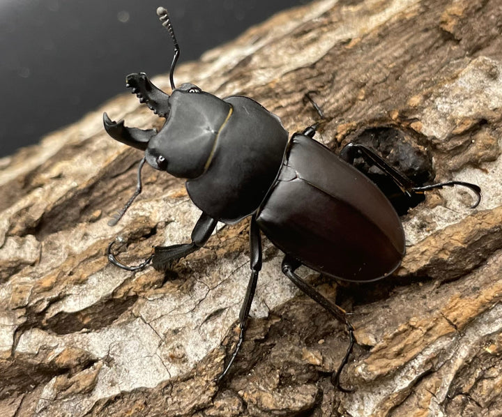 【WD】《チュウゴクマルバネクワガタ原名亜種 36.5mm A’ペア》