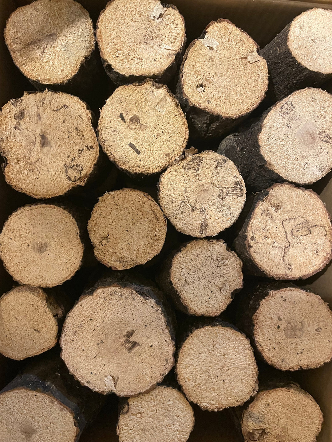 【KPWオリジナル】バクテリア材 産卵木Mサイズ2本入り