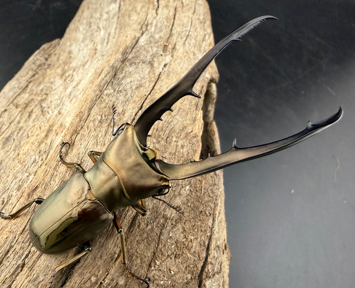 《メタリフェルホソアカ亜種イソガイ 73.5mm ペア》