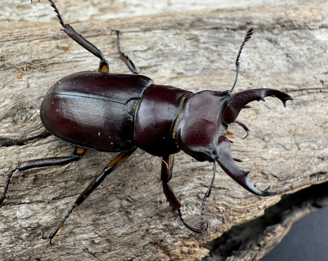 【WD】2021年新種《モーミヤマクワガタ 32mm ペア》