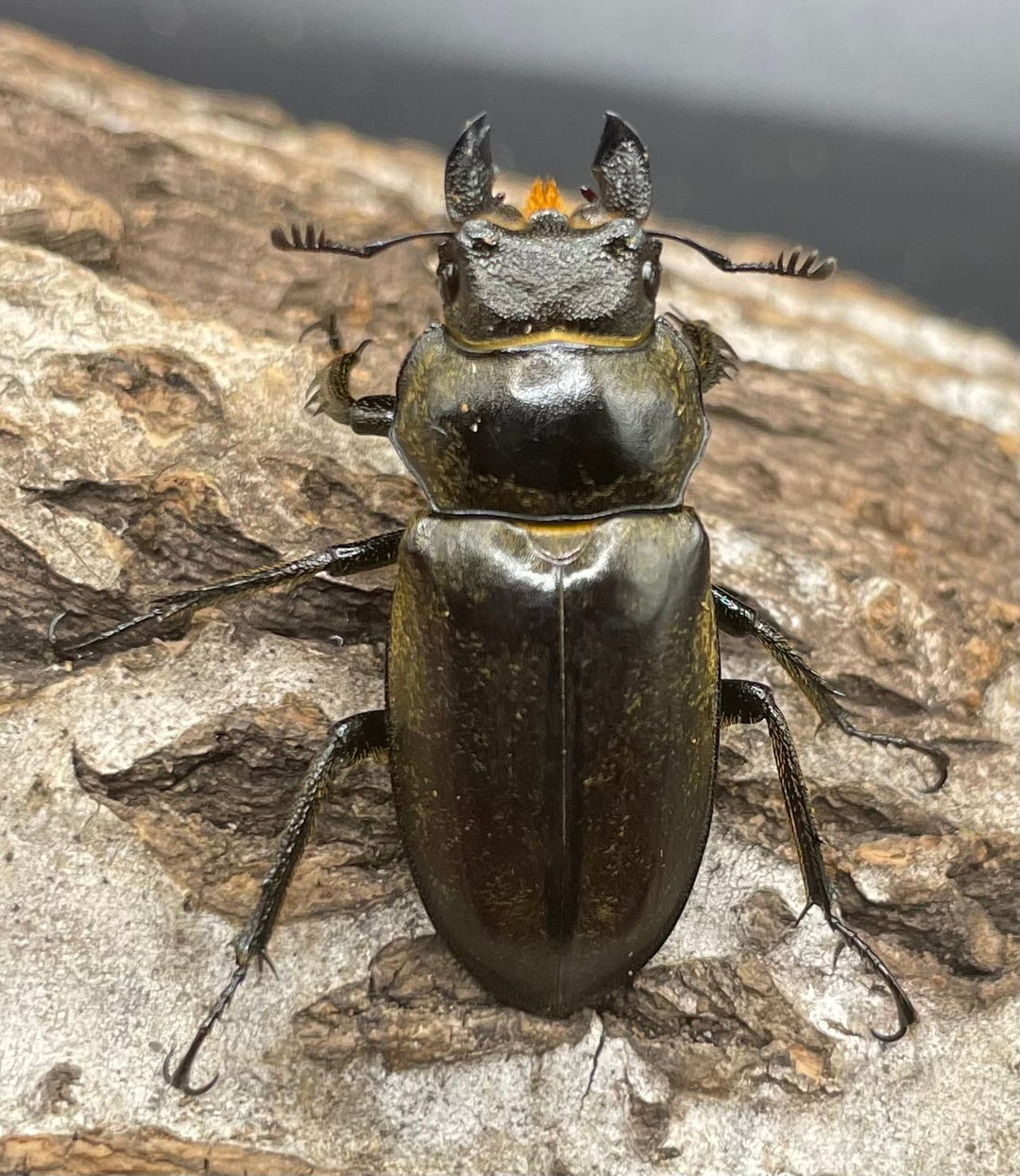 【WD】《ディルクミヤマクワガタ 48mm ペア》