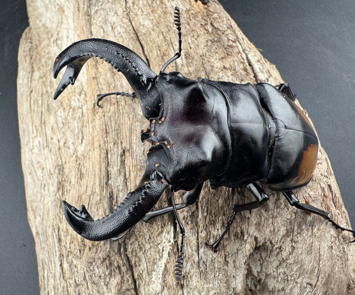 【WD】《セアカフタマタ（パリーフタマタ） 85mm ペア》