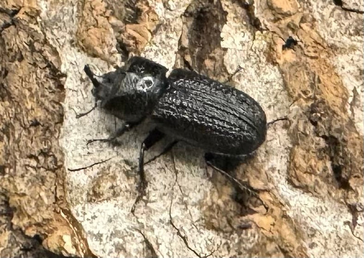 【WD】《ウンナンイッカククワガタ ペア》