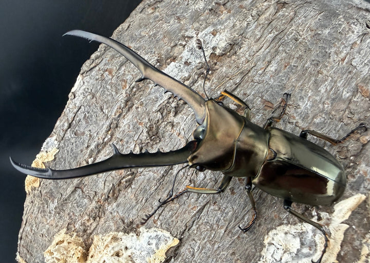 《メタリフェルホソアカ亜種イソガイ 76.5mm ペア》