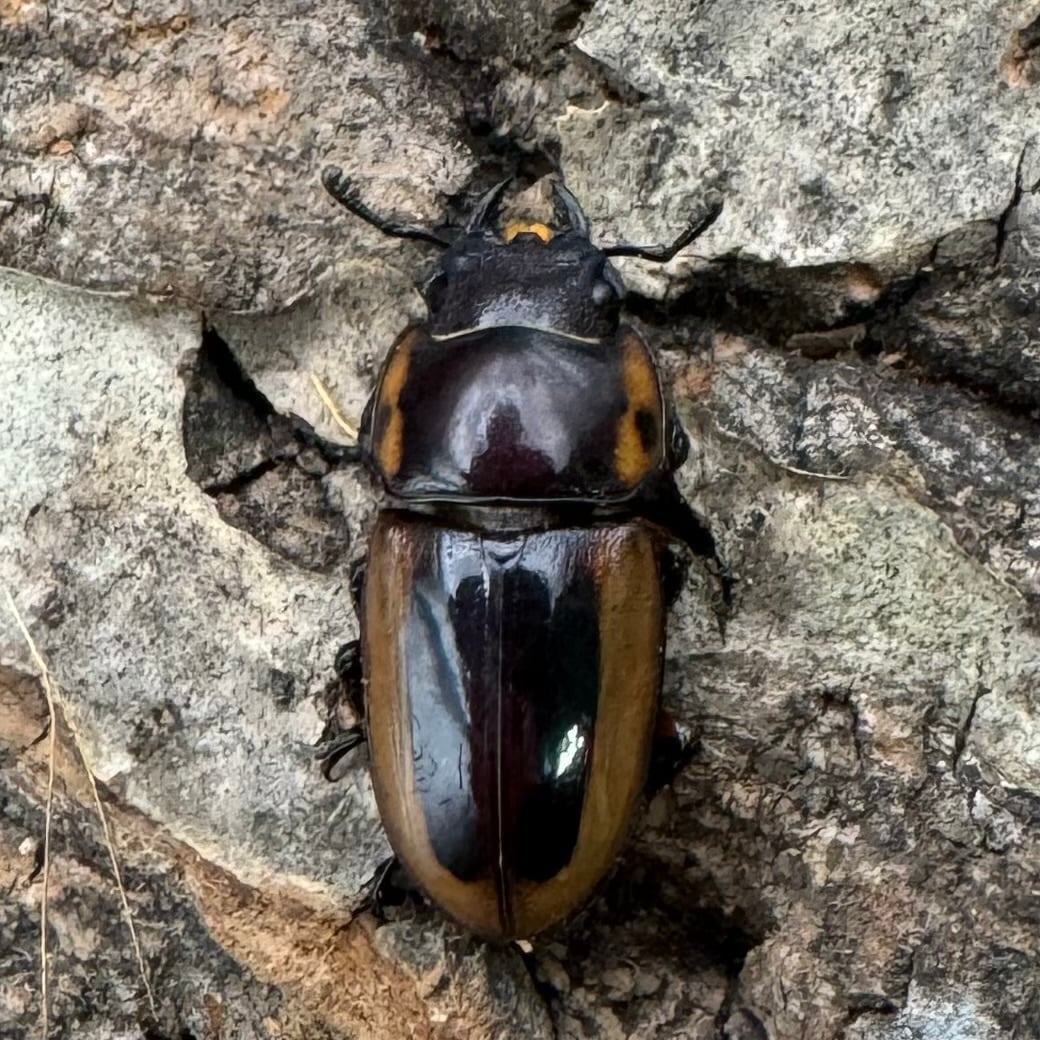 【WD】《ラテラリスノコギリ亜種マイリーン 南カマリネス産 50.5mm ペア》