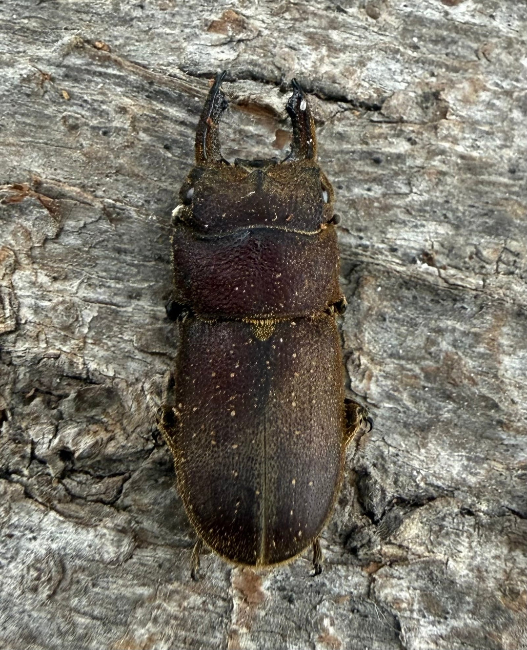 【WF9】《カプレオルスソリアシサビ ペア 19.5mm ペア》わたくわ氏ブリード個体