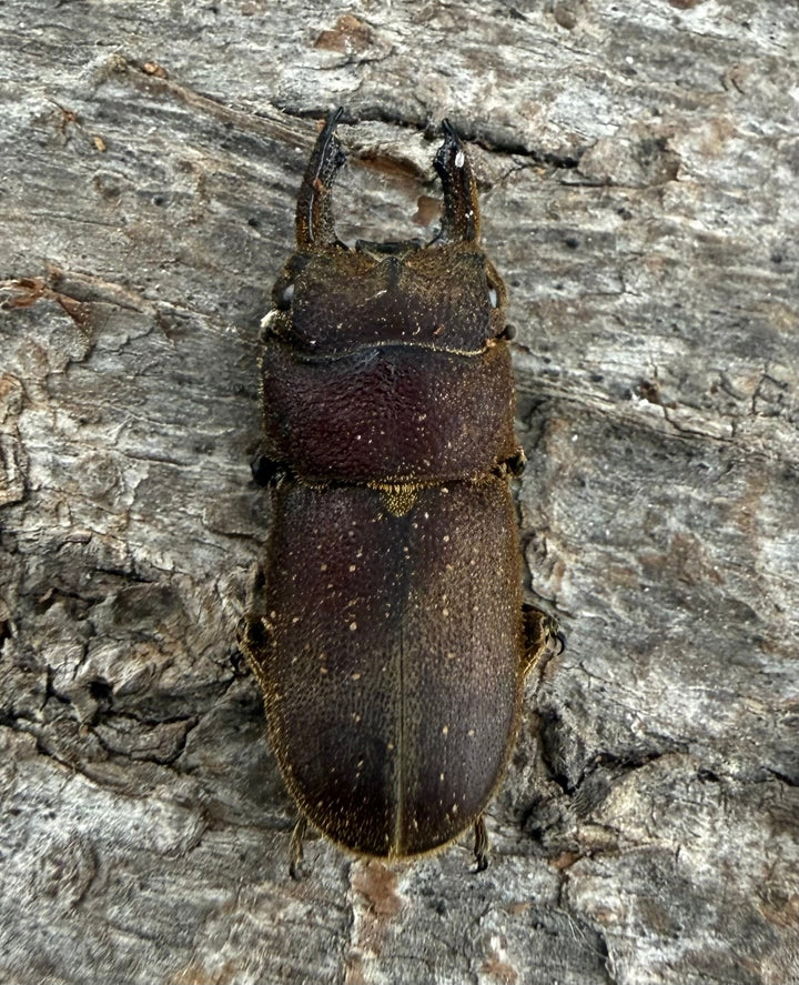 【WF9】《カプレオルスソリアシサビ ペア 19.5mm ペア》わたくわ氏ブリード個体