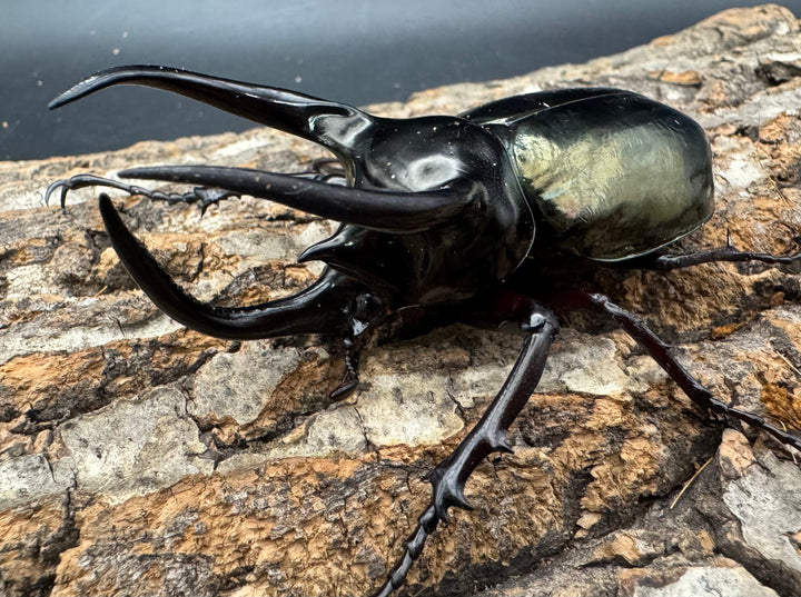 【WD】《アトラスオオカブト原名亜種 90mm ペア》