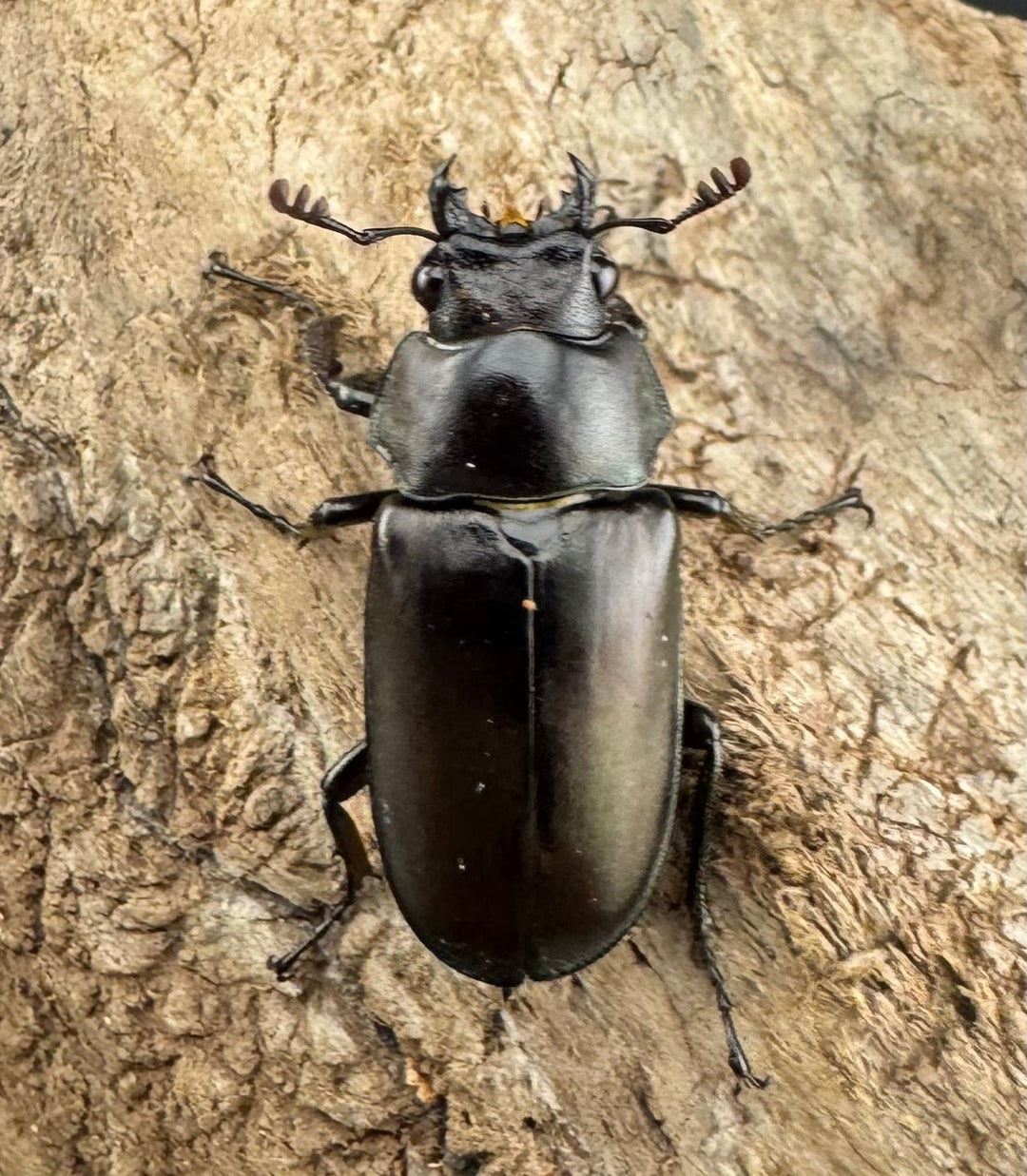 【WD】《シニアエブオニクワガタ 20.5mm ♀単》