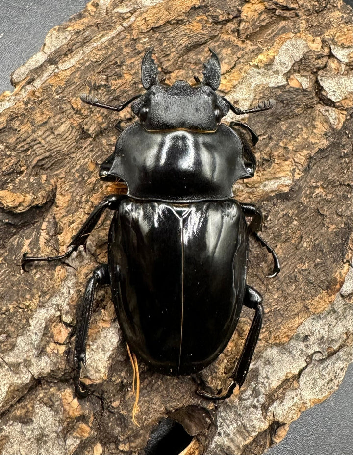 【WD】《インターメディアツヤクワガタ 91.5mm ペア》